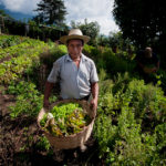 organic farm antigua guatemala